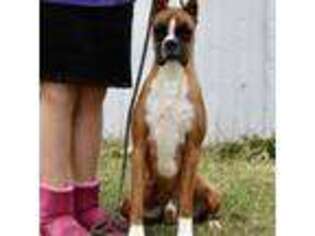 Boxer Puppy for sale in Forest City, IA, USA