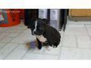 Boston Terrier Puppy for sale in Ethel, WA, USA