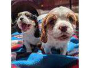 Cavalier King Charles Spaniel Puppy for sale in Ontario, CA, USA