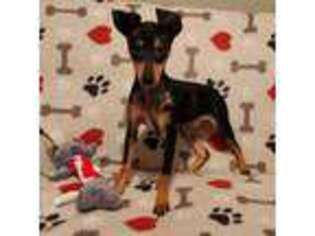 Miniature Pinscher Puppy for sale in Eastlake, OH, USA