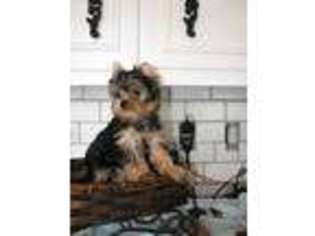 Yorkshire Terrier Puppy for sale in Clio, MI, USA