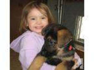 German Shepherd Dog Puppy for sale in MECHANICSVILLE, MD, USA
