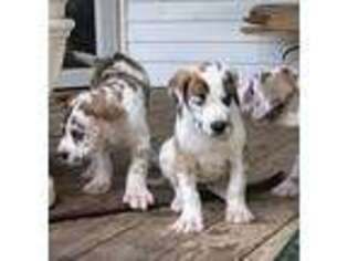 Great Dane Puppy for sale in Hutchinson, KS, USA