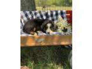 Bernese Mountain Dog Puppy for sale in Wapanucka, OK, USA