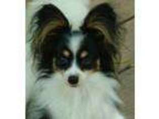 Papillon Puppy for sale in Hallsville, TX, USA