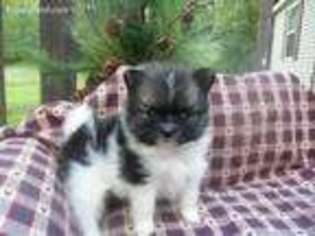 Pomeranian Puppy for sale in West Union, WV, USA