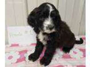 Saint Berdoodle Puppy for sale in Corning, OH, USA