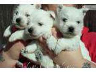 West Highland White Terrier Puppy for sale in Baton Rouge, LA, USA