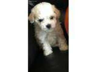 Bichon Frise Puppy for sale in Bedford, IN, USA