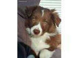 Border Collie Puppy for sale in Millville, NJ, USA