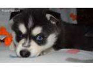 Alaskan Klee Kai Puppy for sale in Amboy, WA, USA