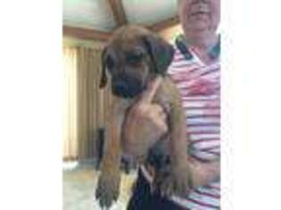 Rhodesian Ridgeback Puppy for sale in Redding, CA, USA