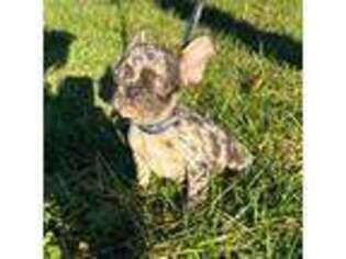 French Bulldog Puppy for sale in Concord, NC, USA