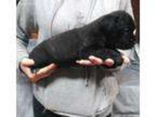 Cane Corso Puppy for sale in Sulphur Springs, TX, USA