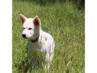 Alaskan Malamute Puppy for sale in Mouth Of Wilson, VA, USA