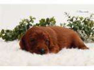 Irish Setter Puppy for sale in Columbus, OH, USA
