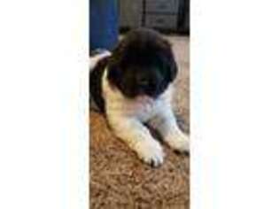Newfoundland Puppy for sale in Swanton, OH, USA