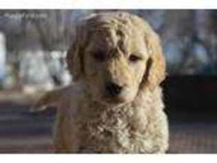 Goldendoodle Puppy for sale in Campo, CO, USA
