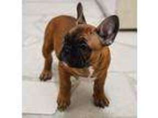 French Bulldog Puppy for sale in Woonsocket, RI, USA