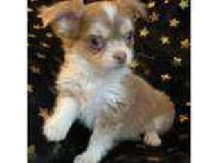 Chihuahua Puppy for sale in Trenton, NJ, USA