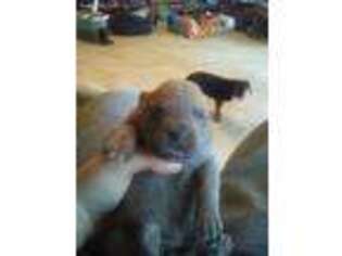 Neapolitan Mastiff Puppy for sale in Locust, NC, USA