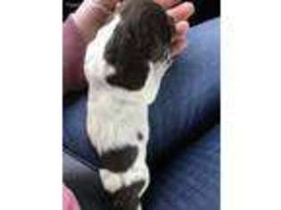 German Shorthaired Pointer Puppy for sale in Fayetteville, NC, USA