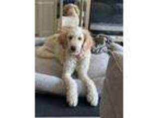 Goldendoodle Puppy for sale in Silver Spring, MD, USA
