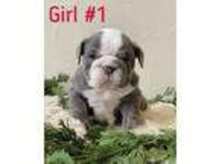 Bulldog Puppy for sale in Paradise, TX, USA