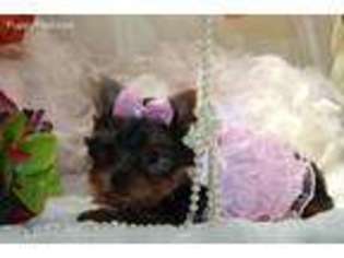 Yorkshire Terrier Puppy for sale in San Antonio, TX, USA