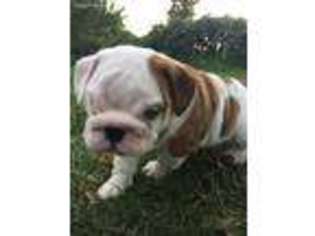 Bulldog Puppy for sale in Donnellson, IA, USA
