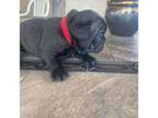 French Bulldog Puppy for sale in Kennewick, WA, USA