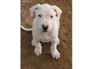 Dogo Argentino Puppy for sale in Tonganoxie, KS, USA