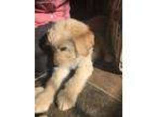 Goldendoodle Puppy for sale in Granite Falls, WA, USA