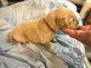 Golden Retriever Puppy for sale in Fruitport, MI, USA