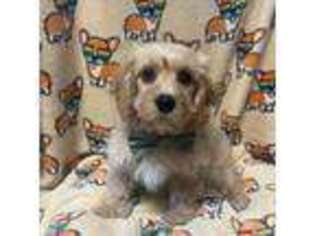 Cavachon Puppy for sale in Hudson, MA, USA