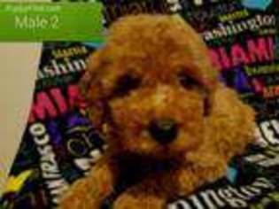 Goldendoodle Puppy for sale in Arlington, WA, USA