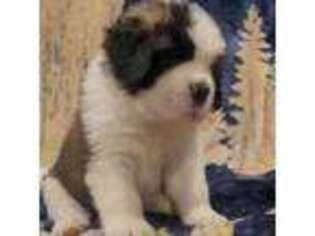 Saint Bernard Puppy for sale in Brandon, SD, USA