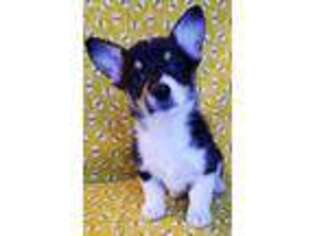 Pembroke Welsh Corgi Puppy for sale in San Miguel, CA, USA