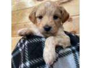 Mutt Puppy for sale in Churchville, MD, USA