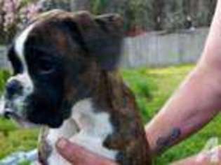 Boxer Puppy for sale in ROCHESTER, WA, USA