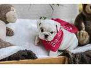 Bulldog Puppy for sale in Cabool, MO, USA