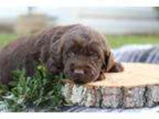 Labradoodle Puppy for sale in Atglen, PA, USA