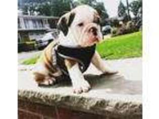 Bulldog Puppy for sale in Lyndhurst, NJ, USA