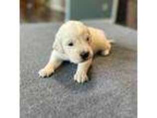 Golden Retriever Puppy for sale in Altamont, IL, USA