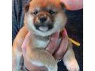 Shiba Inu Puppy for sale in Fairfax, VA, USA