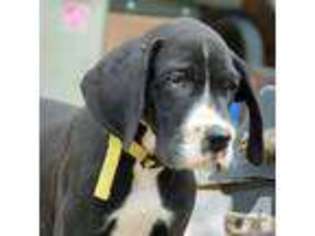Great Dane Puppy for sale in WARTRACE, TN, USA