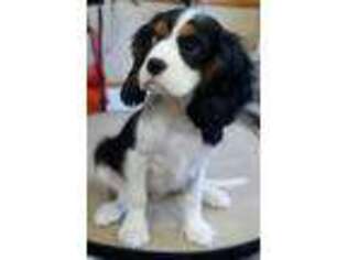 Cavalier King Charles Spaniel Puppy for sale in Brighton, MO, USA