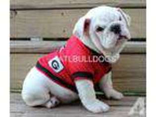 Bulldog Puppy for sale in GRIFFIN, GA, USA