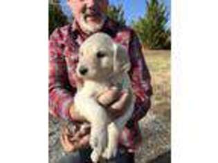 Goldendoodle Puppy for sale in Strawberry Plains, TN, USA
