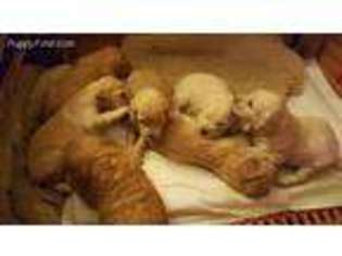 Goldendoodle Puppy for sale in Green Bay, WI, USA